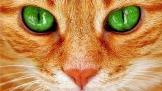quotes-about-cats