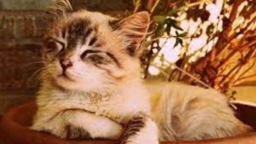 12 of the most beautiful cat breeds in the world