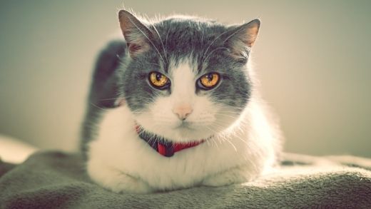 17 Signs That Your Cat Is Sick