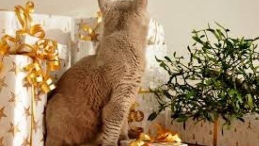 gift-ideas-for-cat-lovers