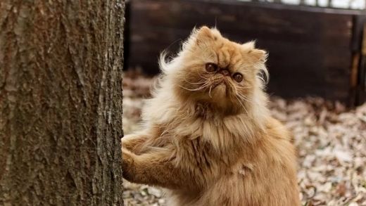 5 Breeds of Cats that tend to snore!