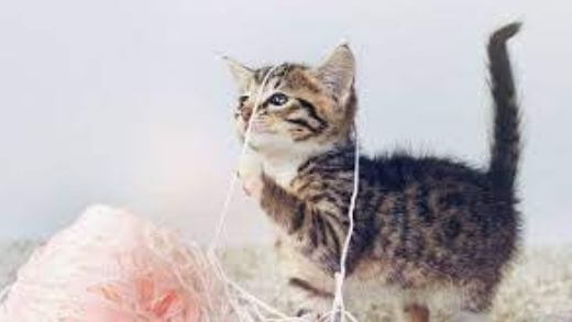 5-ways-to-make-your-cat-feel-more-at-home