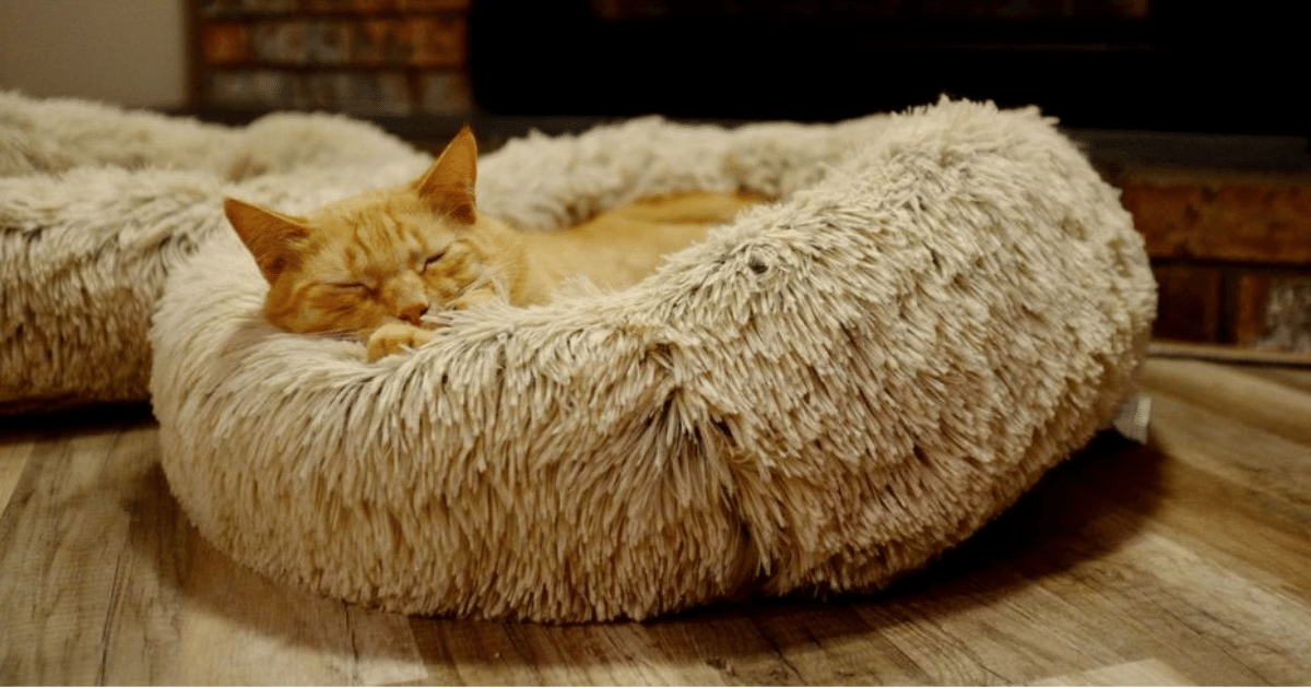 Best Cat Beds