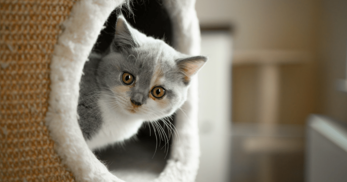 Best Cat trees