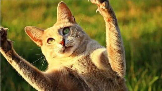aggressive-cat