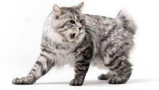 american-bobtail