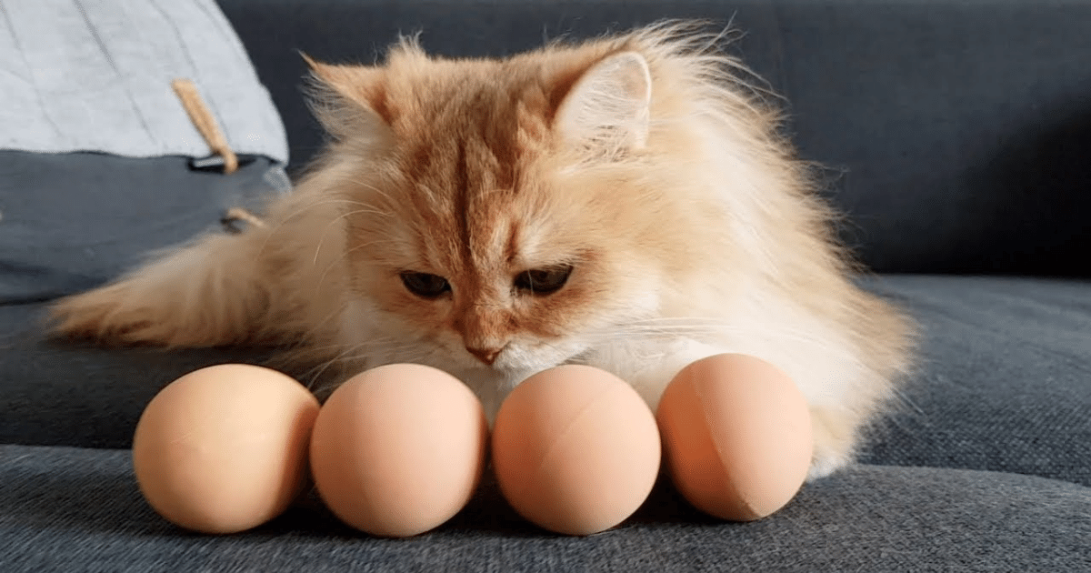 can-cats-eat-eggs