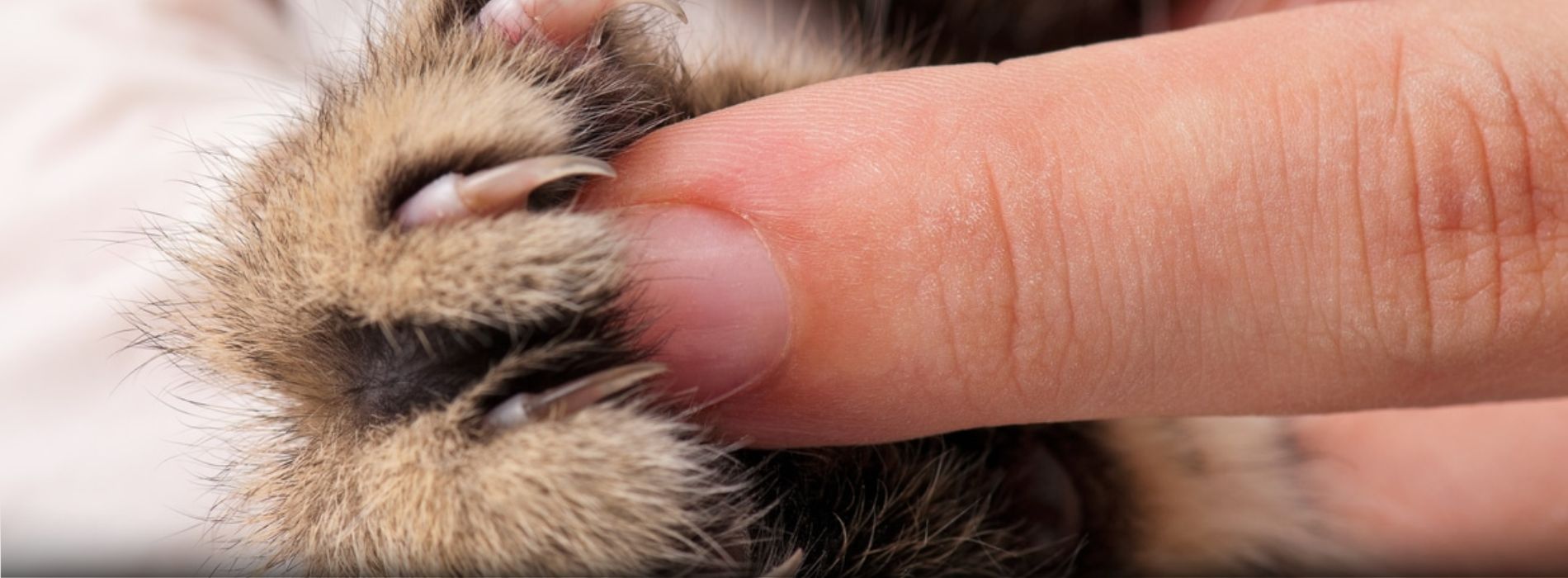 cat-broken-nail