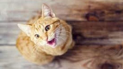 Cat doesn’t meow anymore and/or meows strangely, is it serious?