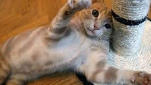 Cat Environment: All You Need For Your Cat