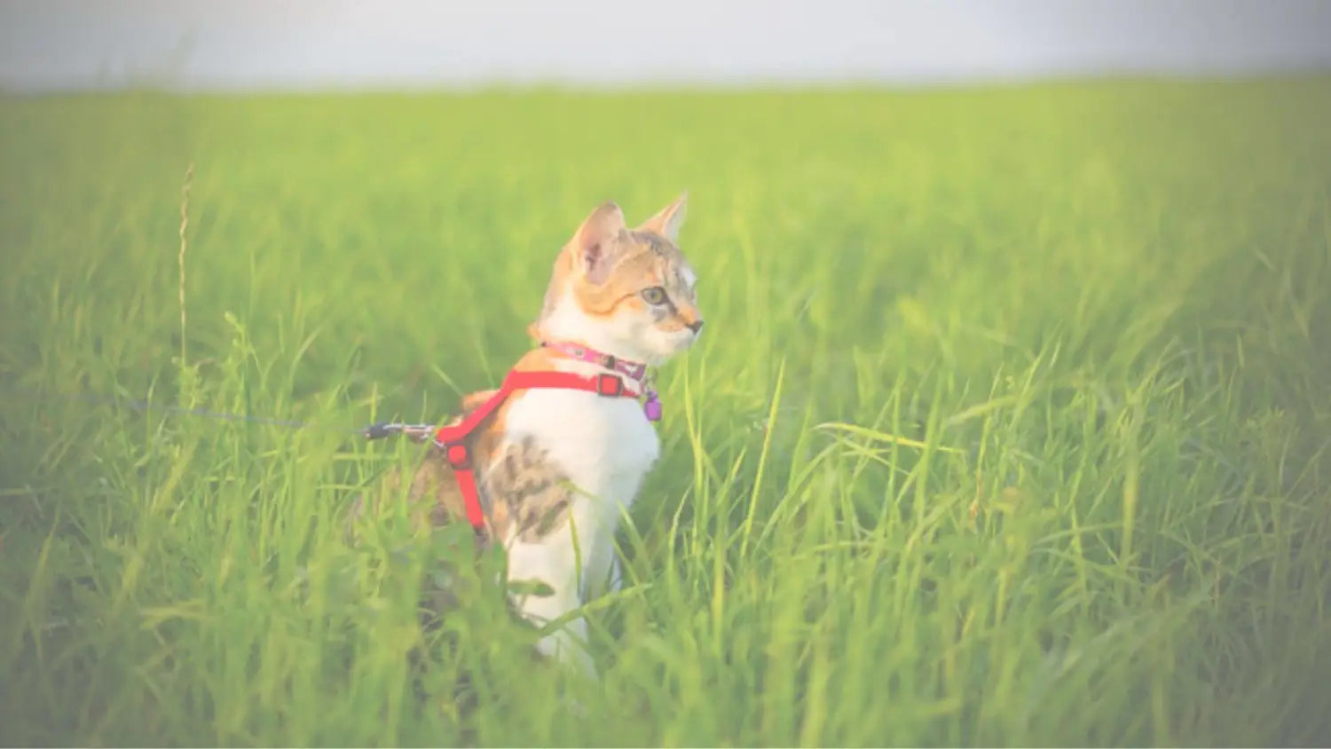 walking-cat-on-a-leash