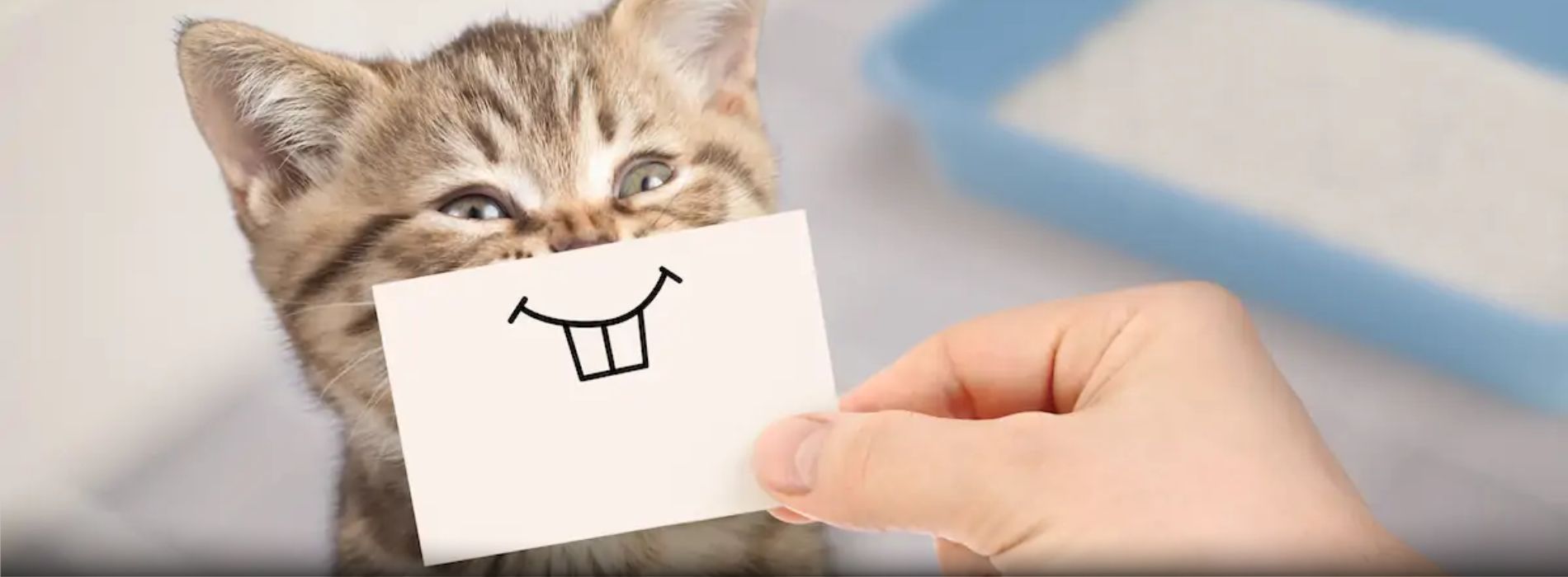 cat-pee-smell