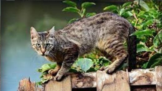 popular-cat-names