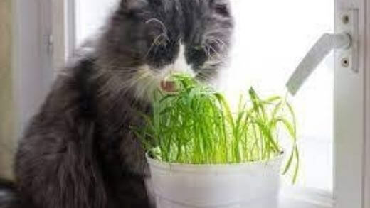 catnip-and-catnip