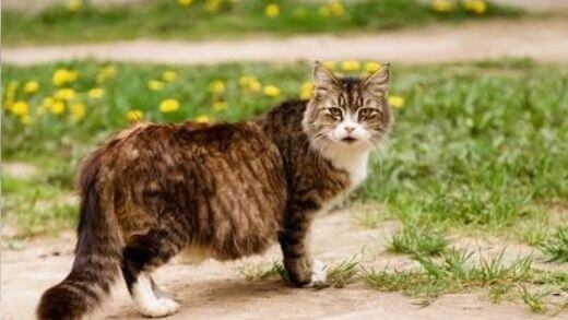 feeding-the-pregnant-cat