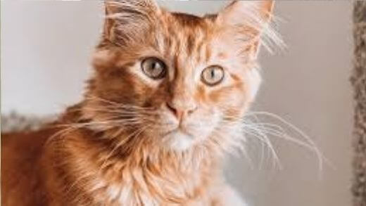 cat-tree-for-maine-coon