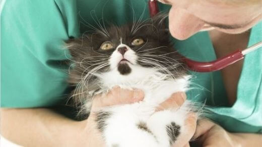 recognizing-signs-of-illness-in-cats