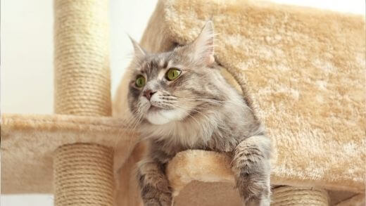 how-much-is-a-cat-tree