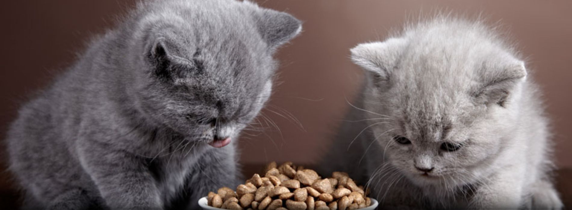 how-much-should-i-feed-my-cat