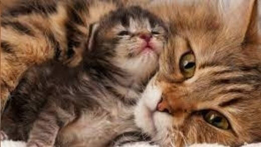 how-old-is-my-cat
