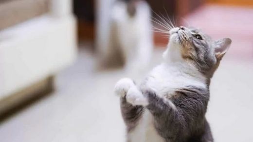 How to calm a cat in heat?