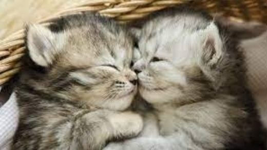 determining-gender-sex-of-a-kitten