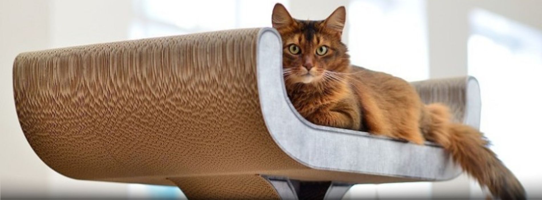 How to get cat to Use Cat Tree?