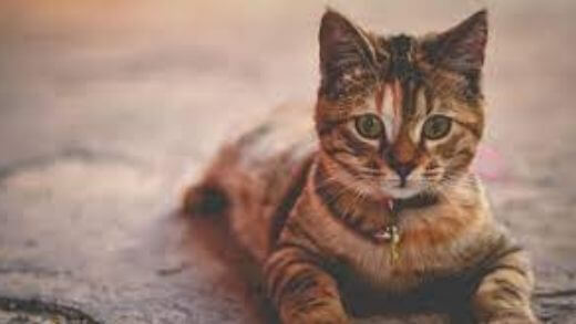 How to properly greet and say hello to a cat?