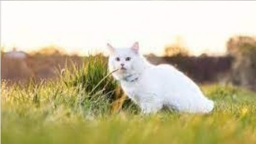 how-to-track-your-cat