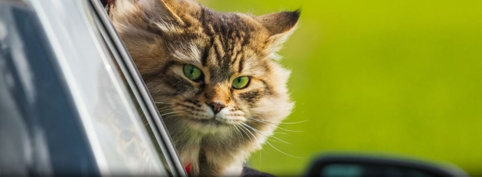 how-to-travel-with-a-cat