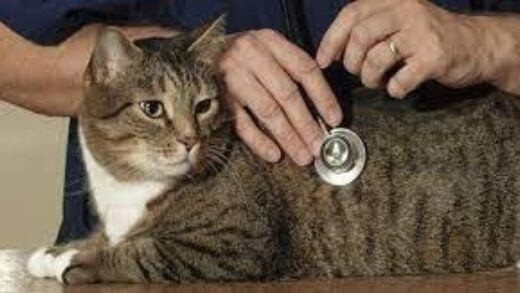 Insurance and medical expenses for your cat on vacation, what you need to know!