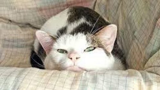 Is My Cat Snoring Serious?