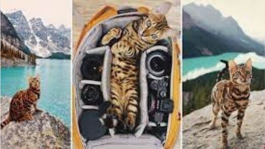 adventures-suki-the-cat-canada