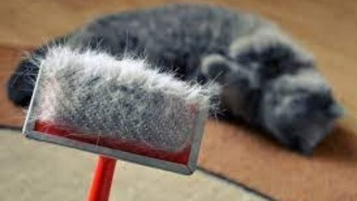 Cat dandruff brush hotsell