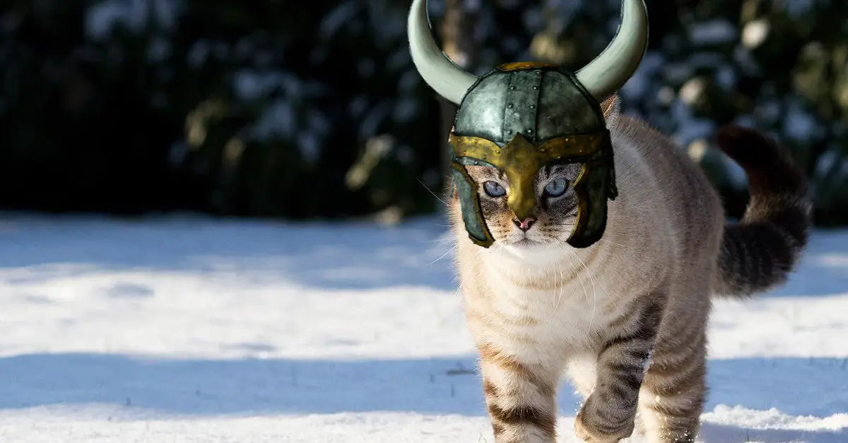 viking-cat