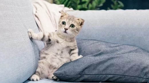 See the 4 amazing effects of this catnip