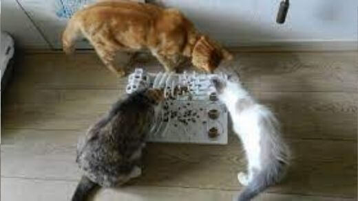 diy-cat-food-puzzle-toys