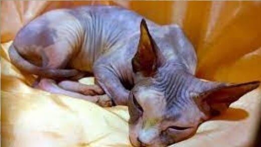 sphynx