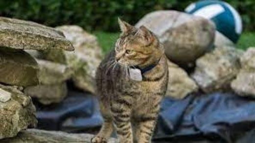 The Best GPS Collars for Cats - What You Need to Know to Choose Well
