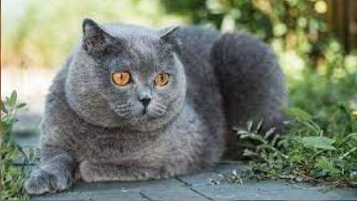 british-shorthair