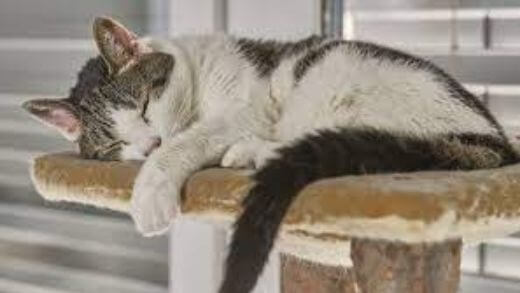 The Cat Trees Guide to Helping Your Cat