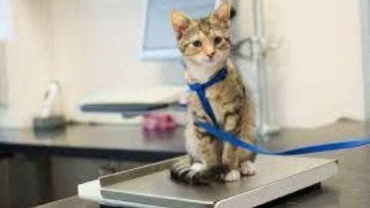 too-skinny-cat