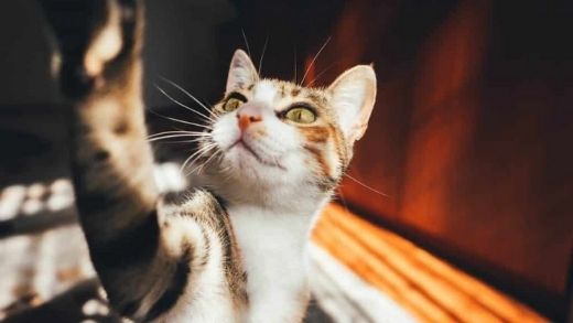 Top 10 cat sounds, noises and vocalizations! (With Audio)