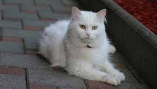 turkish-angora