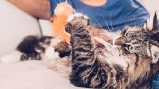 pet-pheromone-products-for-behavior-problems