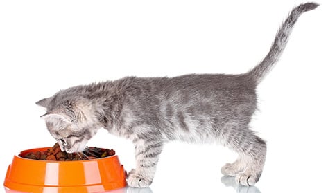 kitten-amout-kibble