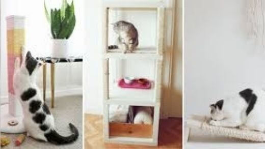 signs-show-cat-needs-a-cat-tree