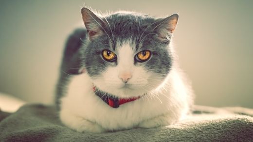 What to do When a Cat Dies?