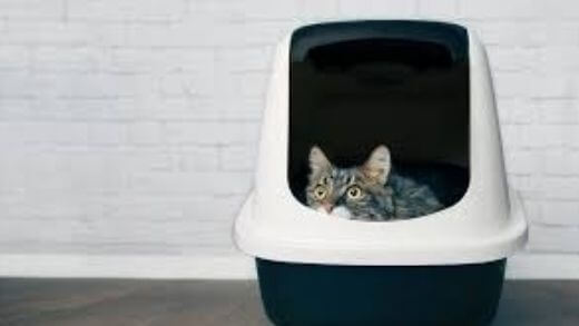 best-litter-for-kittens