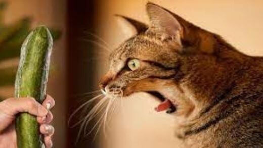why-are-cats-afraid-of-cucumbers